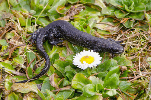 Great Crested Newt on spring grass
