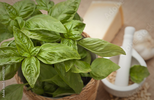 Pesto di basilico