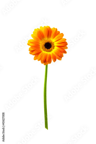 Gerbera