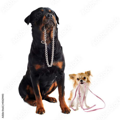 dogs with collar and leash