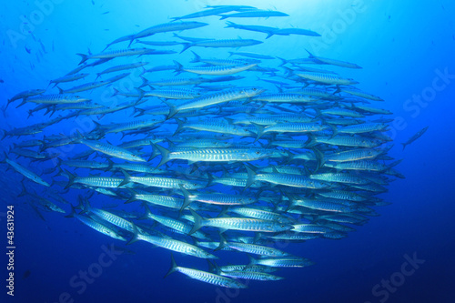 School of Barracuda fish