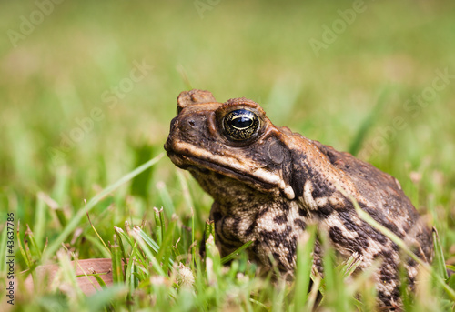 Close-up of a Cane toad (Bufo marinus) sitting in the grass.