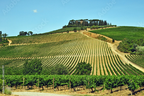 I vigneti del Chianti - Toscana