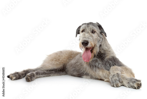 Irish Wolfhound dog