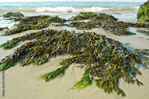 green seaweed on a beach and sea