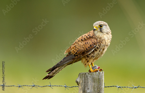 Young common Kestrel and a mouse