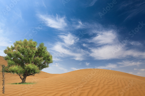 desert and tree