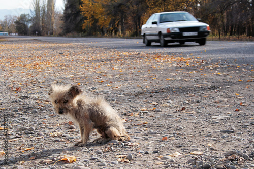 Hund am Straßenrand