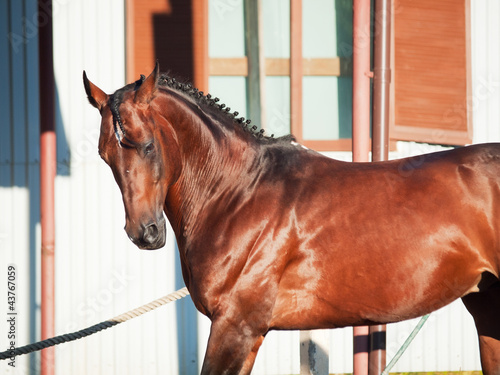 running elite breed german stallion