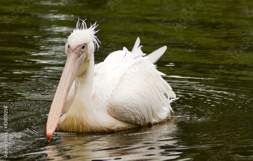 pelican