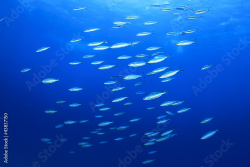 Shoal of Sardine Fish on blue ocean background