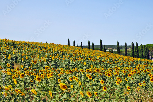 I campi di girasoli della Toscana
