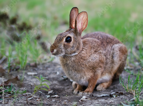 Cautious looking cottontail bunny rabbit