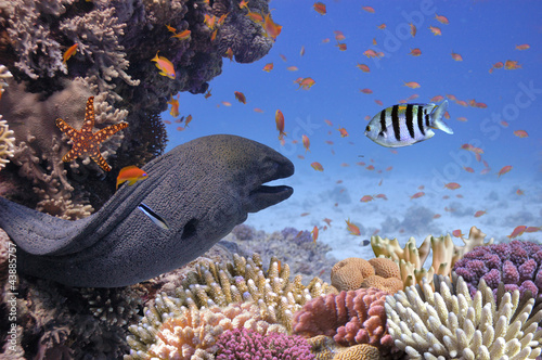 Giant moray in the Red Sea