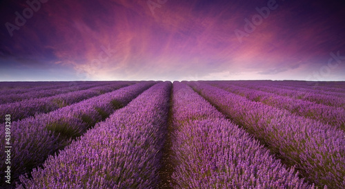 Stunning lavender field landscape Summer sunset