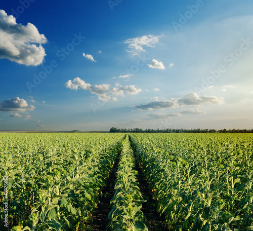 field with green sunflowers under cloudy sky in evening