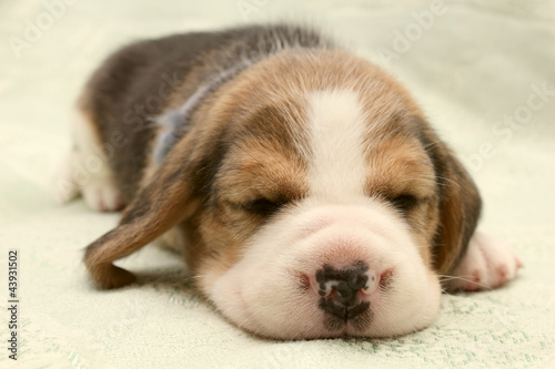 puppy dog beagle