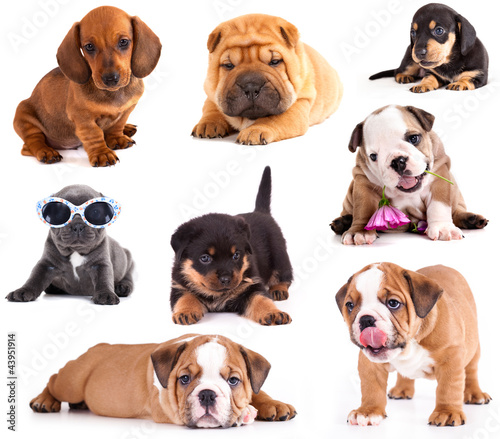 Puppies of different breeds