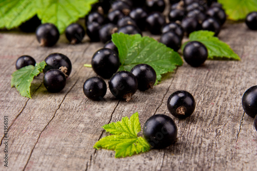 Fresh black currant