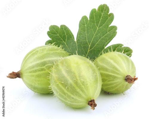 Green gooseberry fruit with leaf on white