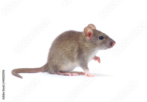 rat