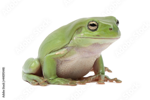 Green tree frog, Litoria splendida, on white background