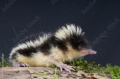 Tenrec / Hemicentetes semispinosus