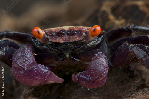 Purple vampire crab / Geosesarma sp.