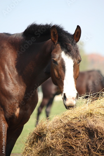 Bay horse eating dry hay