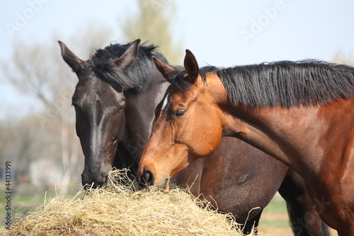 Two horses eating hay