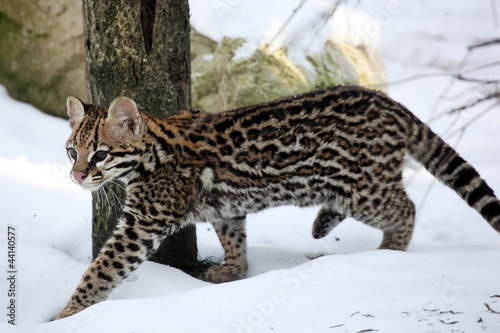 Ocelot dans la neige 