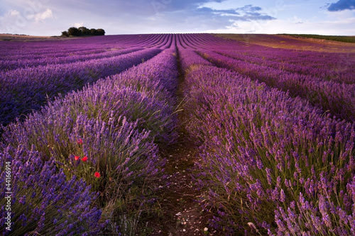 Beautiful lavender field landscape with dramatic sky