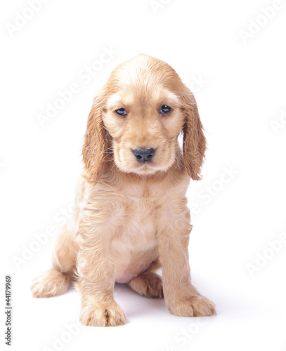 cocker spaniel puppy