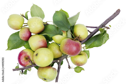 Real summer apples on branch