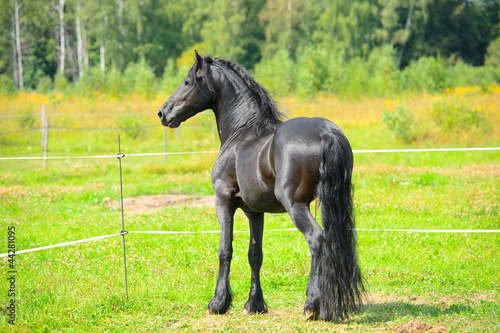Portrait beautiful black stallion on the pasture