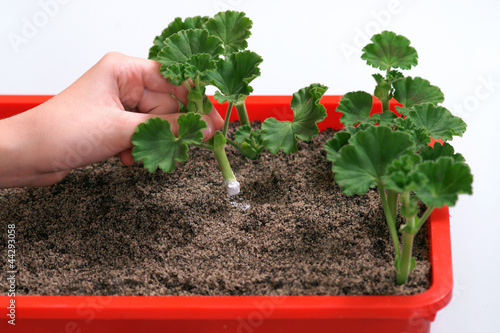 Propagation of plants - geranium