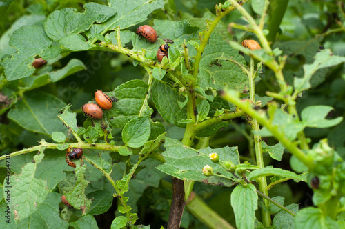 Stonka ziemniaczana (Leptinotarsa decemlineata)