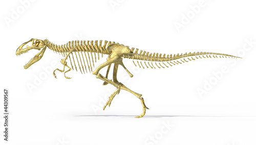 Gigantosaurus dinosaurus full photo-realistic skeleton, side vie
