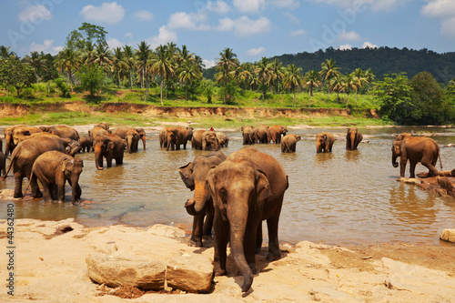 Elephant on Sri Lanka