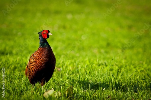 pheasant