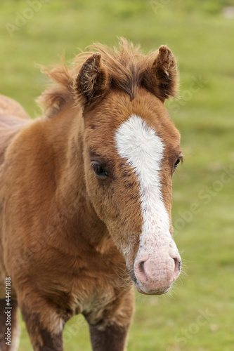 A Dartmoor Pony Foal, Devon, England