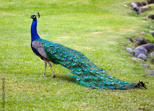 peacock