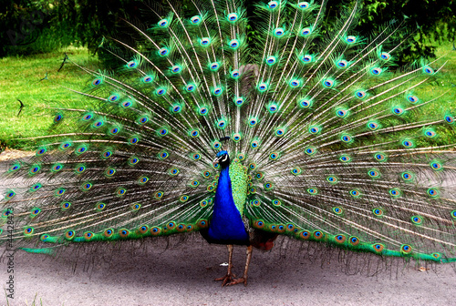 Peacock