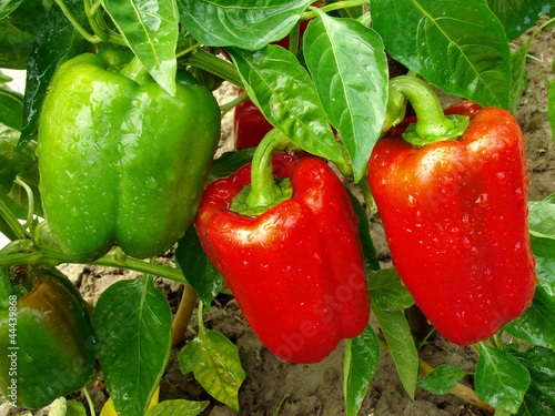 pepper plant with fruits