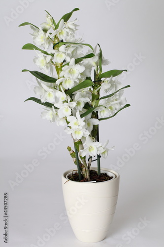 Dendrobium