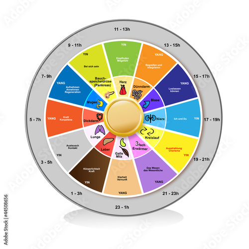 organe - uhrzeit und zuordnungstafel kreisförmig