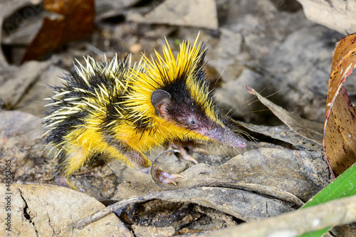 lowland streaked tenrec , andasibe