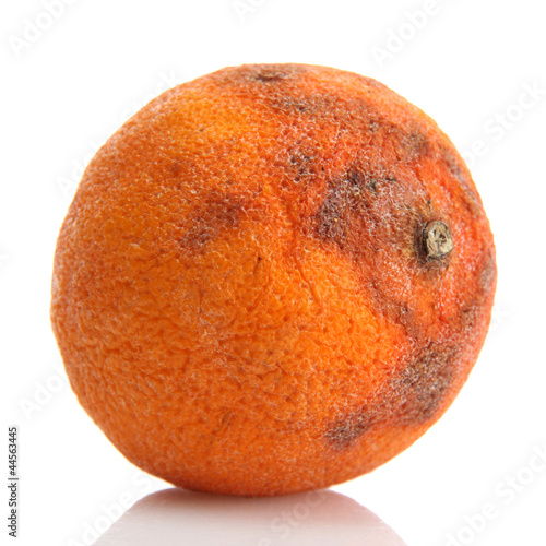 Rotten orange isolated on white