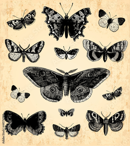 Papillons