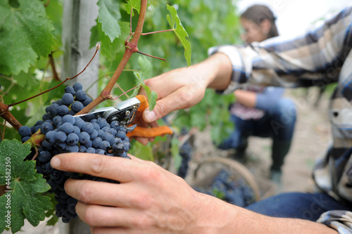 Winemakers in cellar using electronic tablet